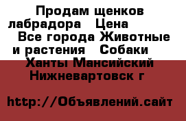 Продам щенков лабрадора › Цена ­ 20 000 - Все города Животные и растения » Собаки   . Ханты-Мансийский,Нижневартовск г.